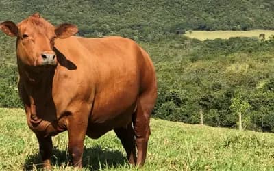 Boi gordo e carnes suína e de frango têm alta nesta quinta-feira (8)